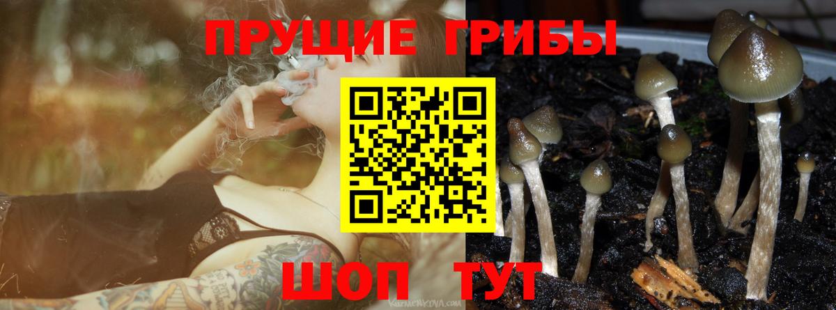 Псилоцибиновые грибы Cubensis  Вход с VPN  Глазов 